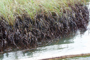 oilspill